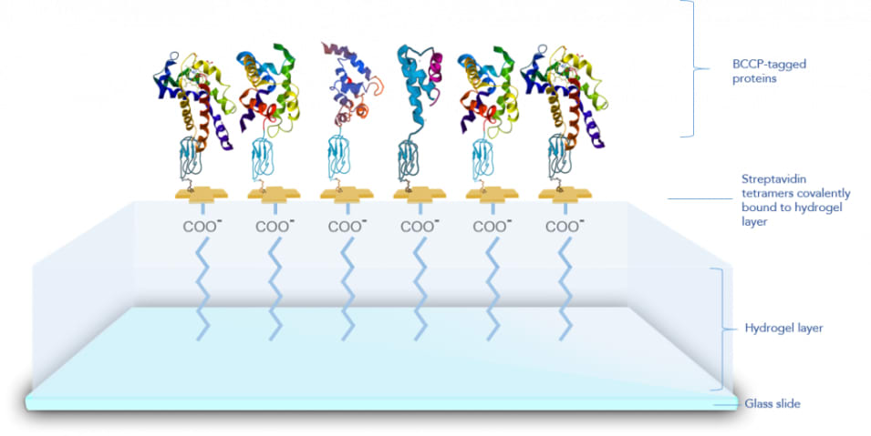 COV2 | NL | AICONE BIOCHIP – kwantitatieve serologie COVID-19 test
