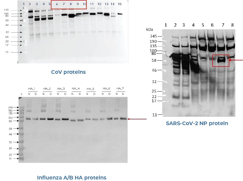 COV2 | NL | AICONE BIOCHIP – kwantitatieve serologie COVID-19 test